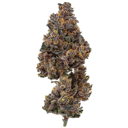 Close-up of Rainbow Rose cannabis bud with purple, green, and orange pistils