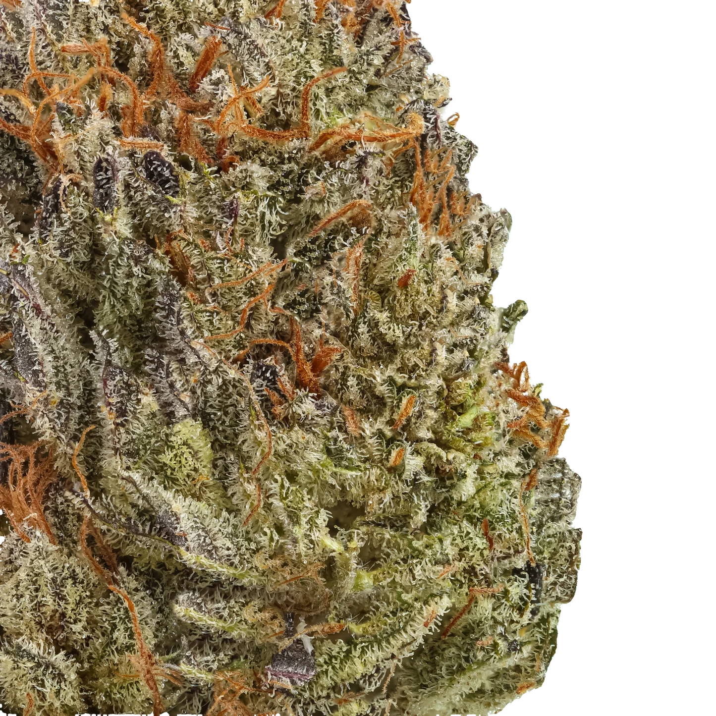 Close-up of frosty cannabis bud with orange hairs and green trichomes on black background