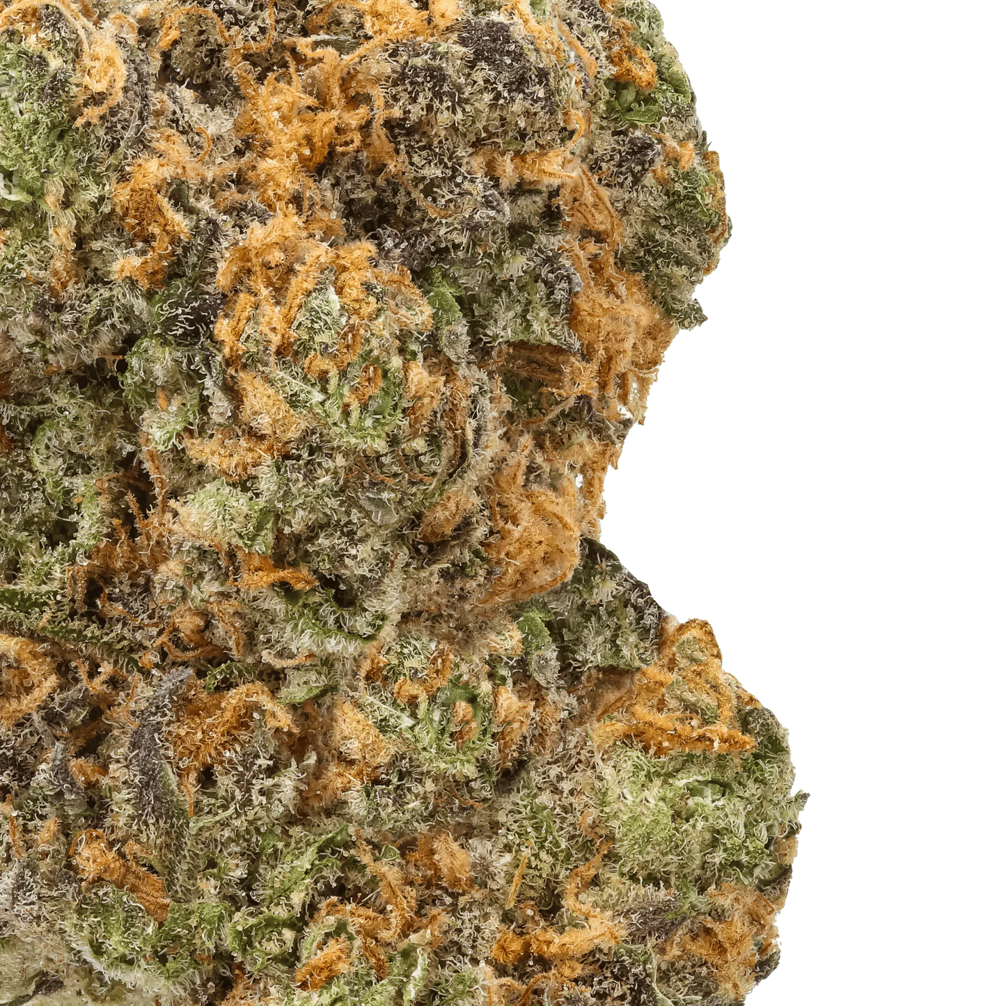 Close-up of Strawberry Gary cannabis bud with frosty trichomes and orange hairs
