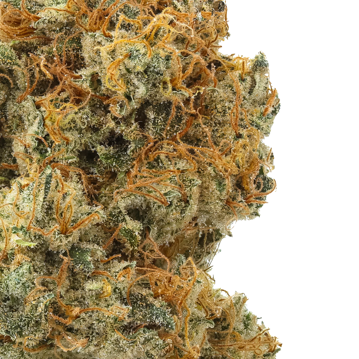 Close-up of frosty cannabis bud with orange hairs and crystal trichomes, black background