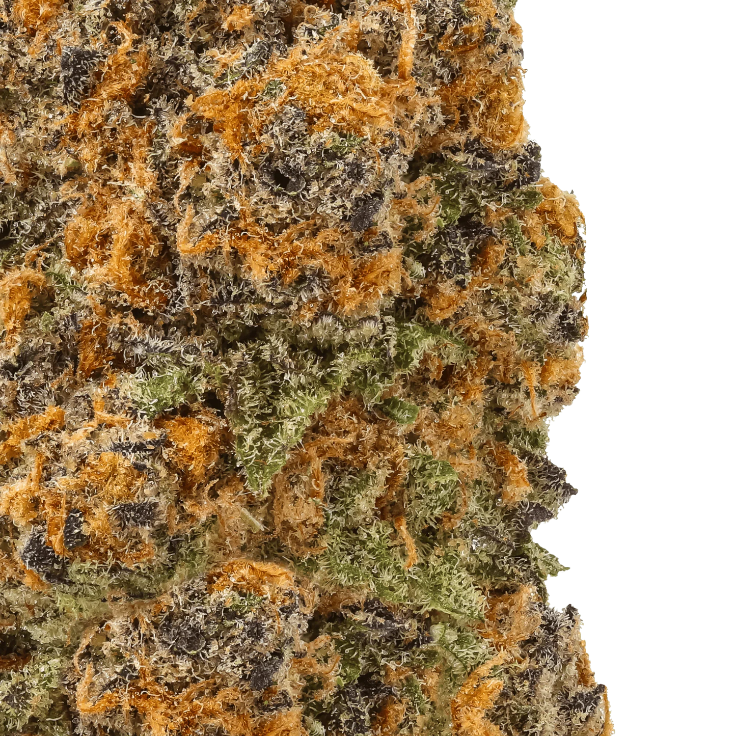 Close-up of Sundae Driver cannabis bud with orange hairs, green leaves, and purple hues
