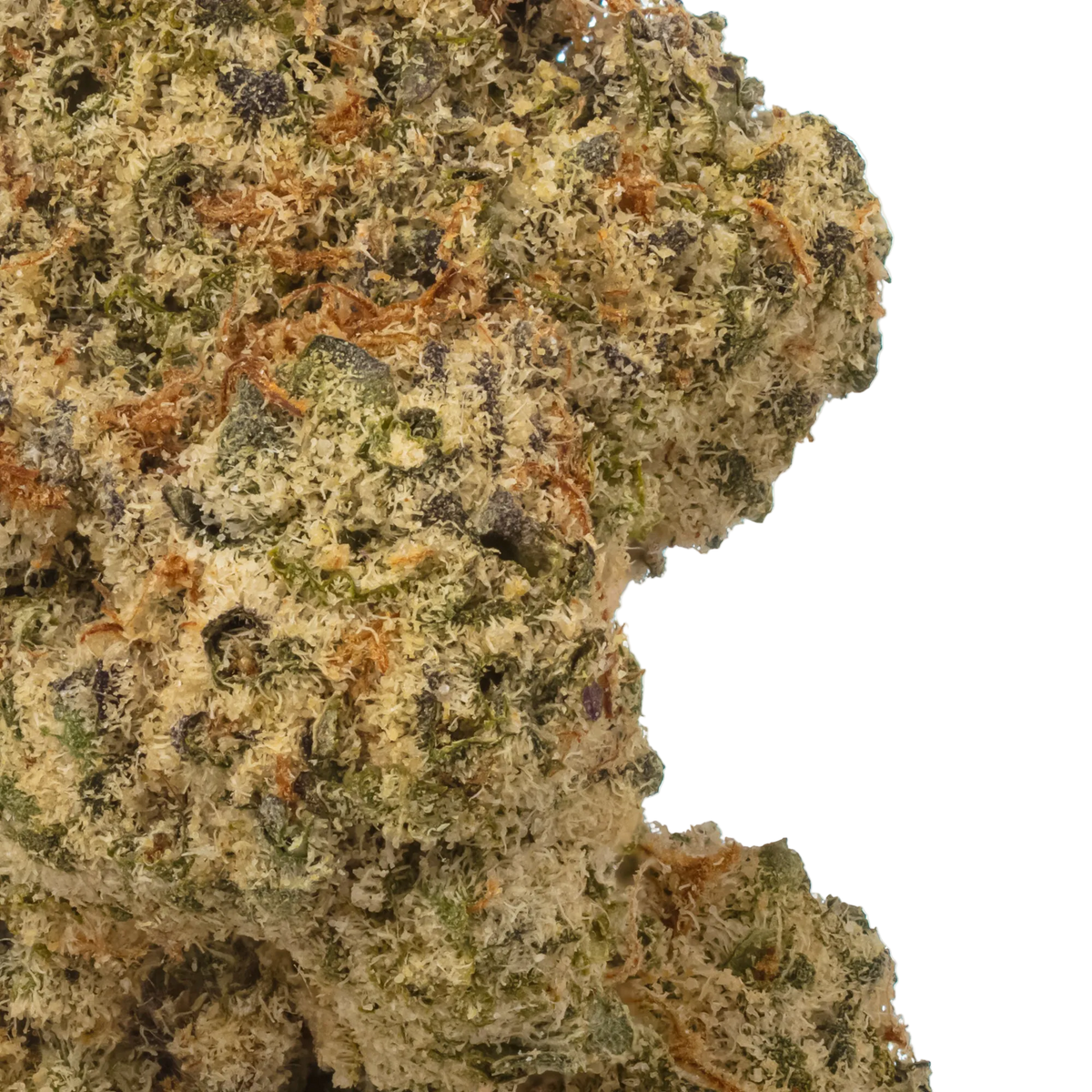 Super Runtz Flower bud zoomed in