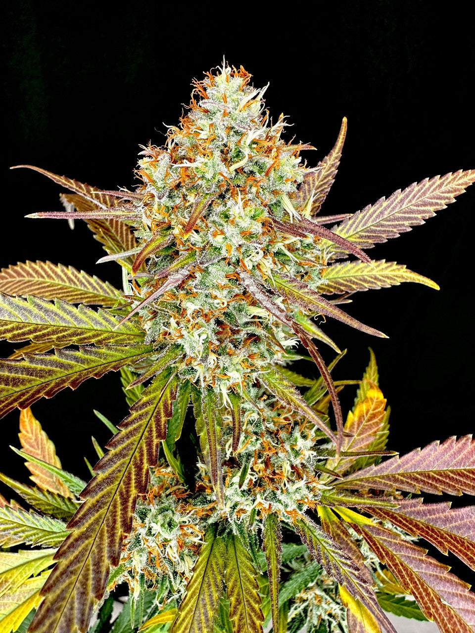 Super Lemon Haze F8 Seeds