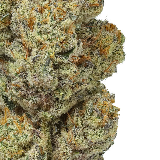 Close-up of frosty Tangerine Dream cannabis bud with orange hairs on black background