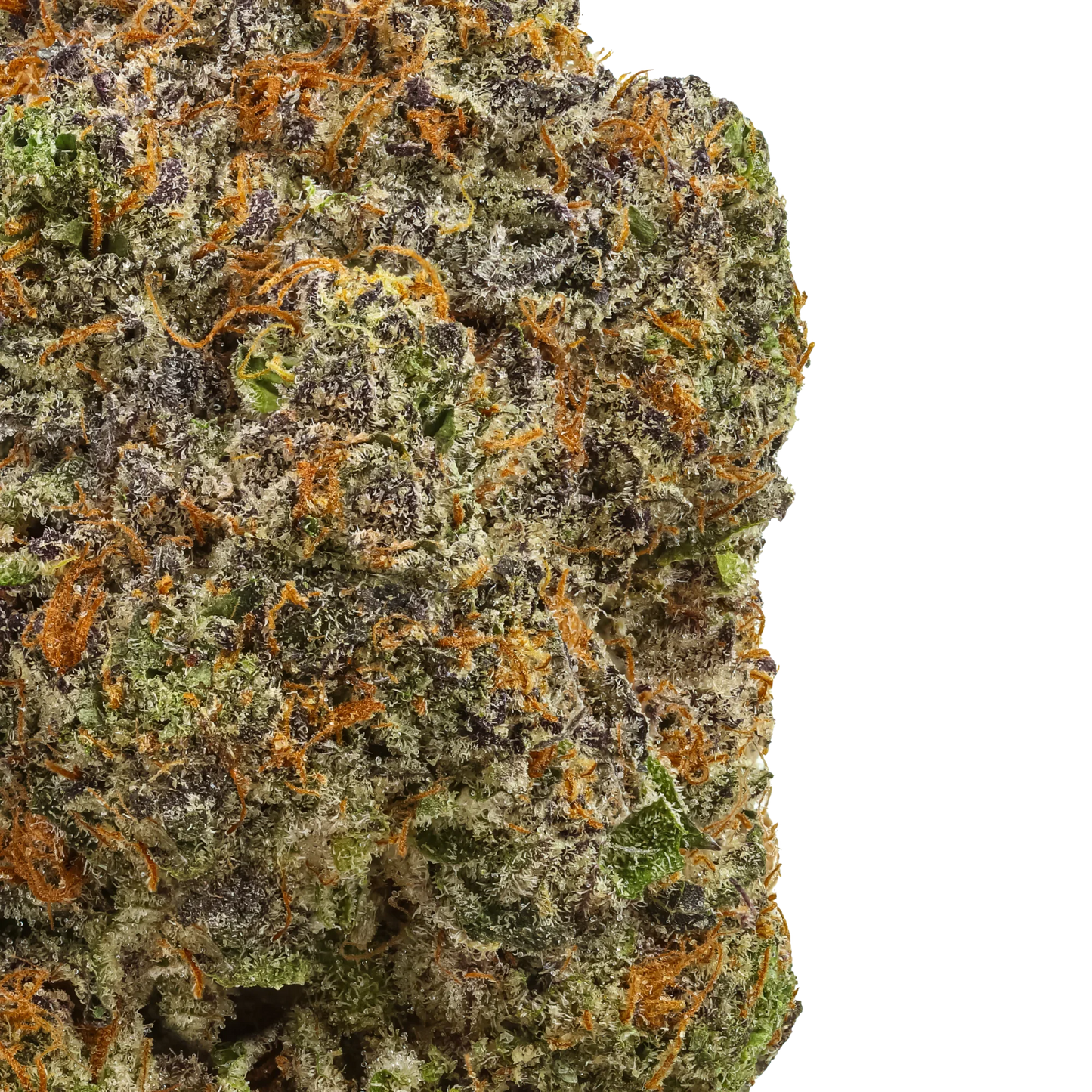 Closeup of frosty Tres Leche cannabis flower with purple, green, and orange hairs