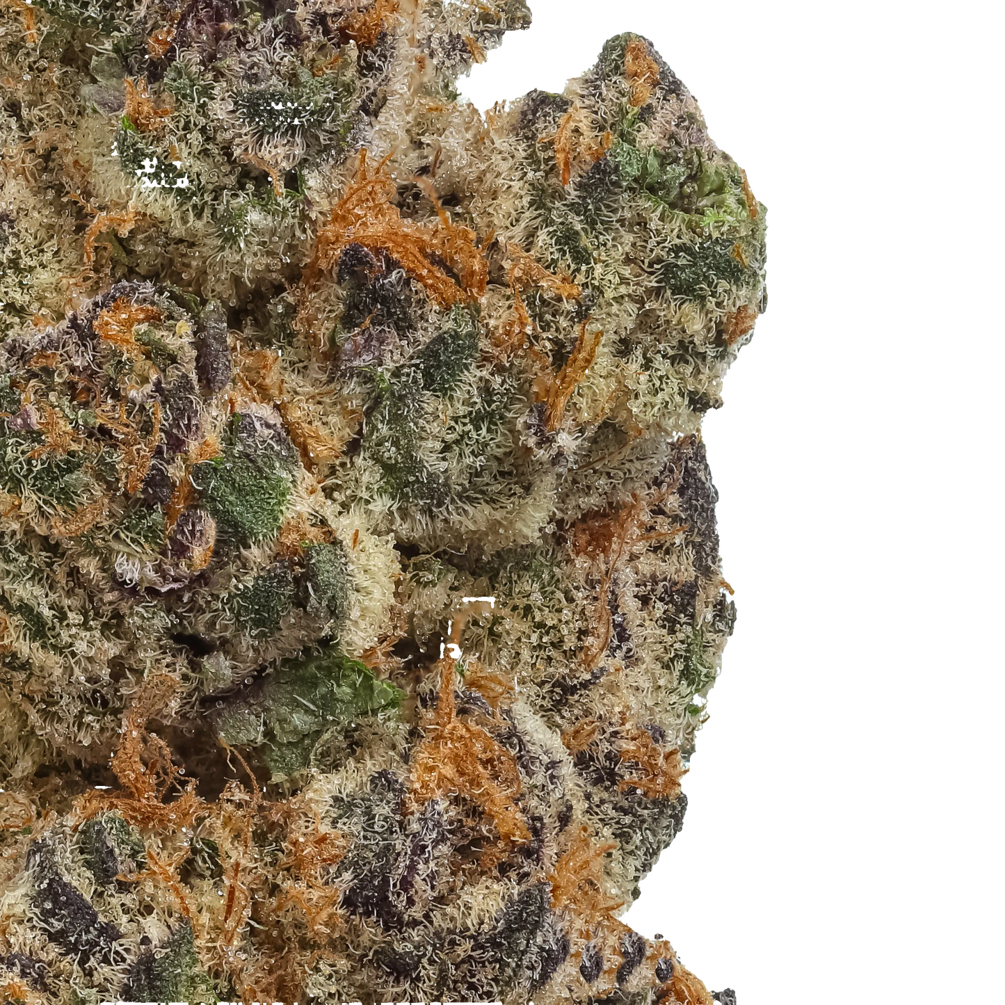 Close-up of a cannabis bud with green, orange, and brown colors