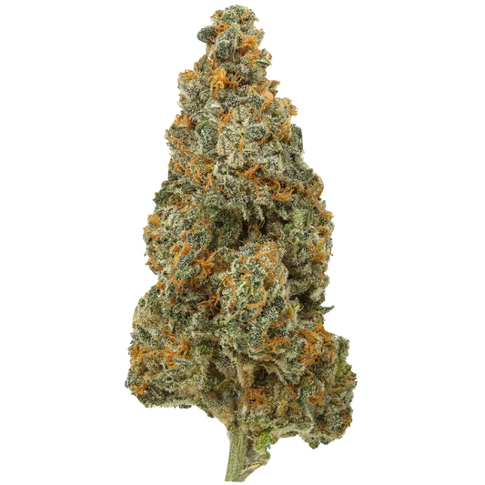 White Rhino cannabis bud with frosty trichomes and orange pistils on white background