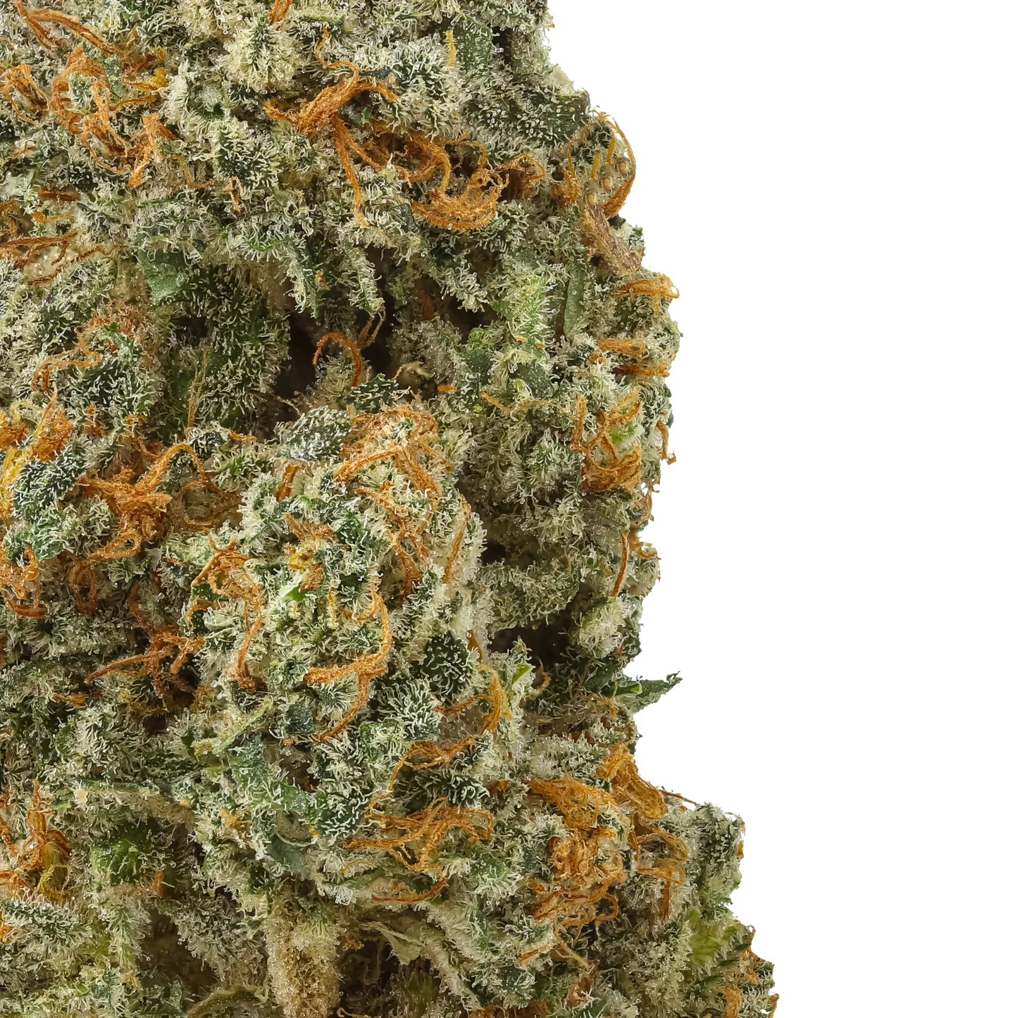 Close-up of White Rhino cannabis bud with orange hairs and frosty trichomes
