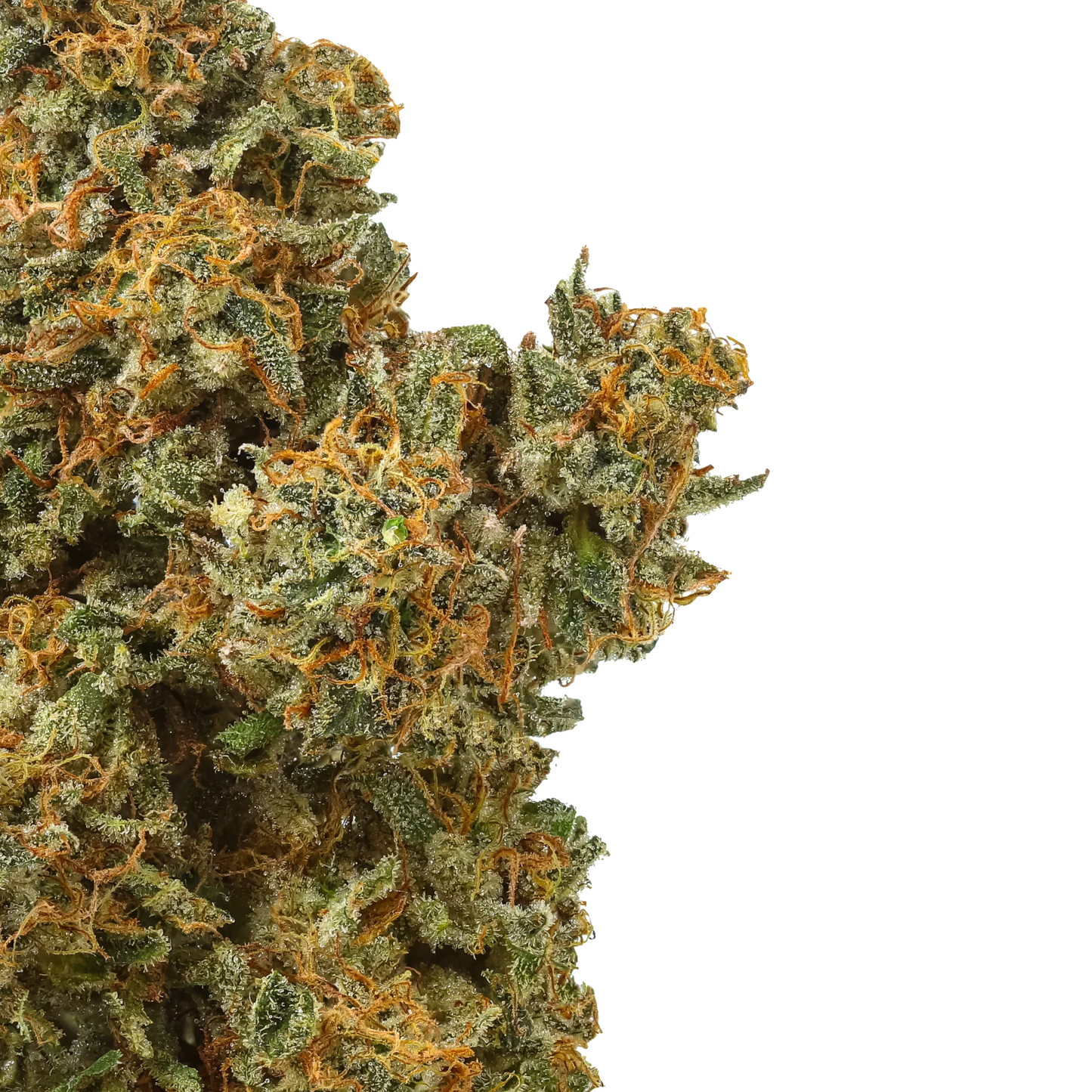 Close-up cannabis bud with orange hairs and frosty trichomes on black background