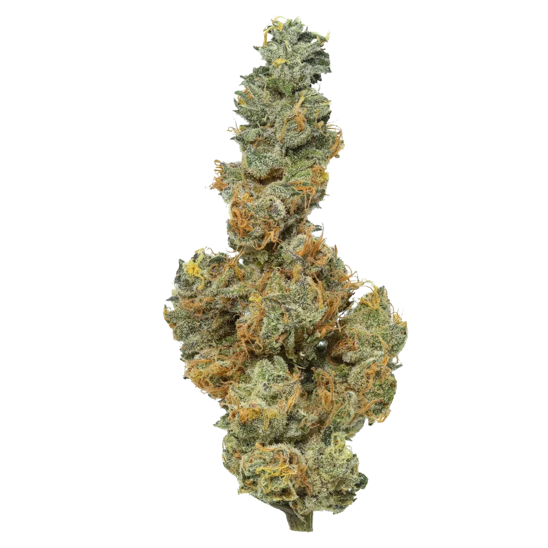 Close-up of a dense cannabis bud with frosty trichomes and orange hairs on a white background.