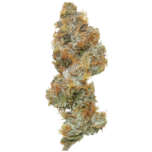 Close-up of Big Buns cannabis bud with orange hairs and frosty trichomes on white background.