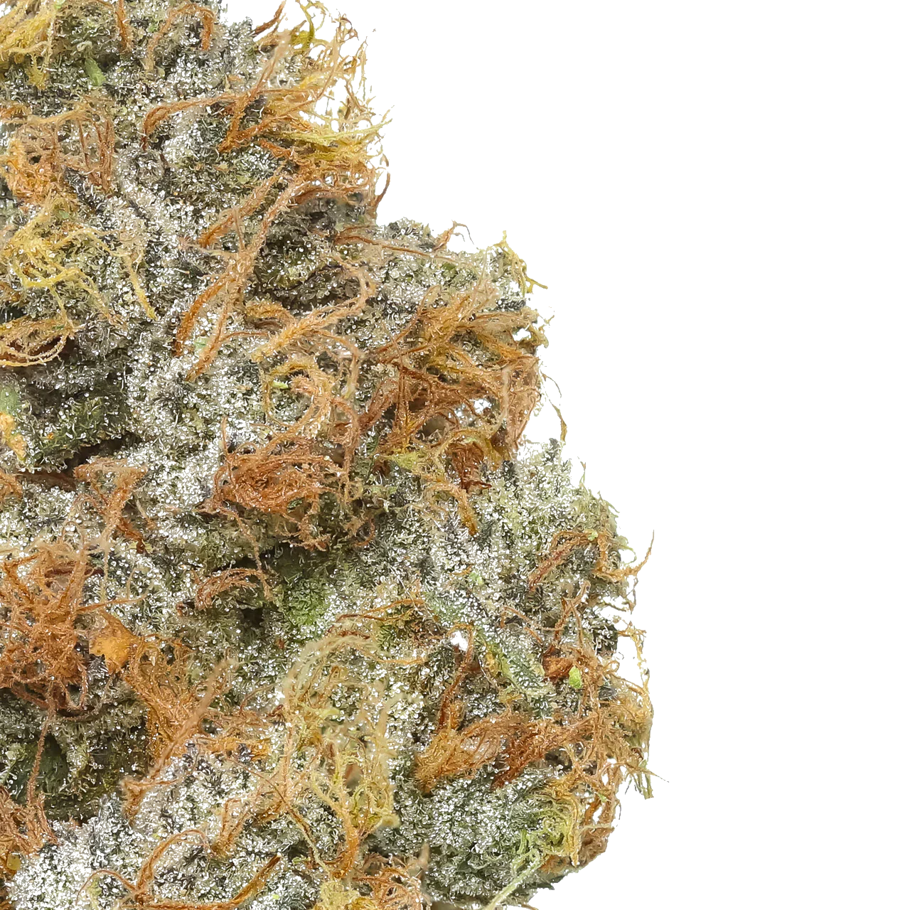 Macro shot of frosty cannabis bud with orange hairs and trichomes on white background