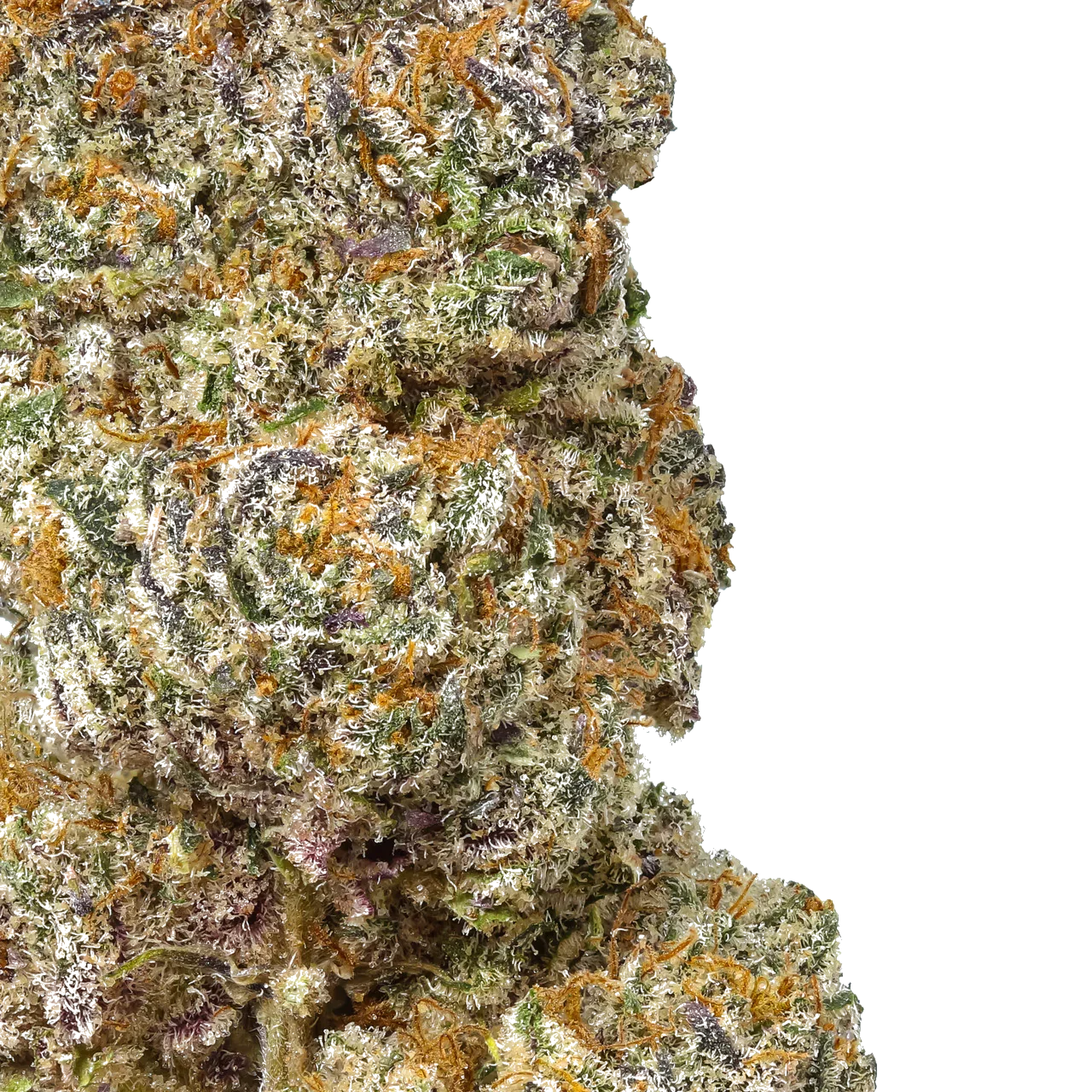 Close-up of frosty cannabis bud with orange hairs and green purple hues on white background