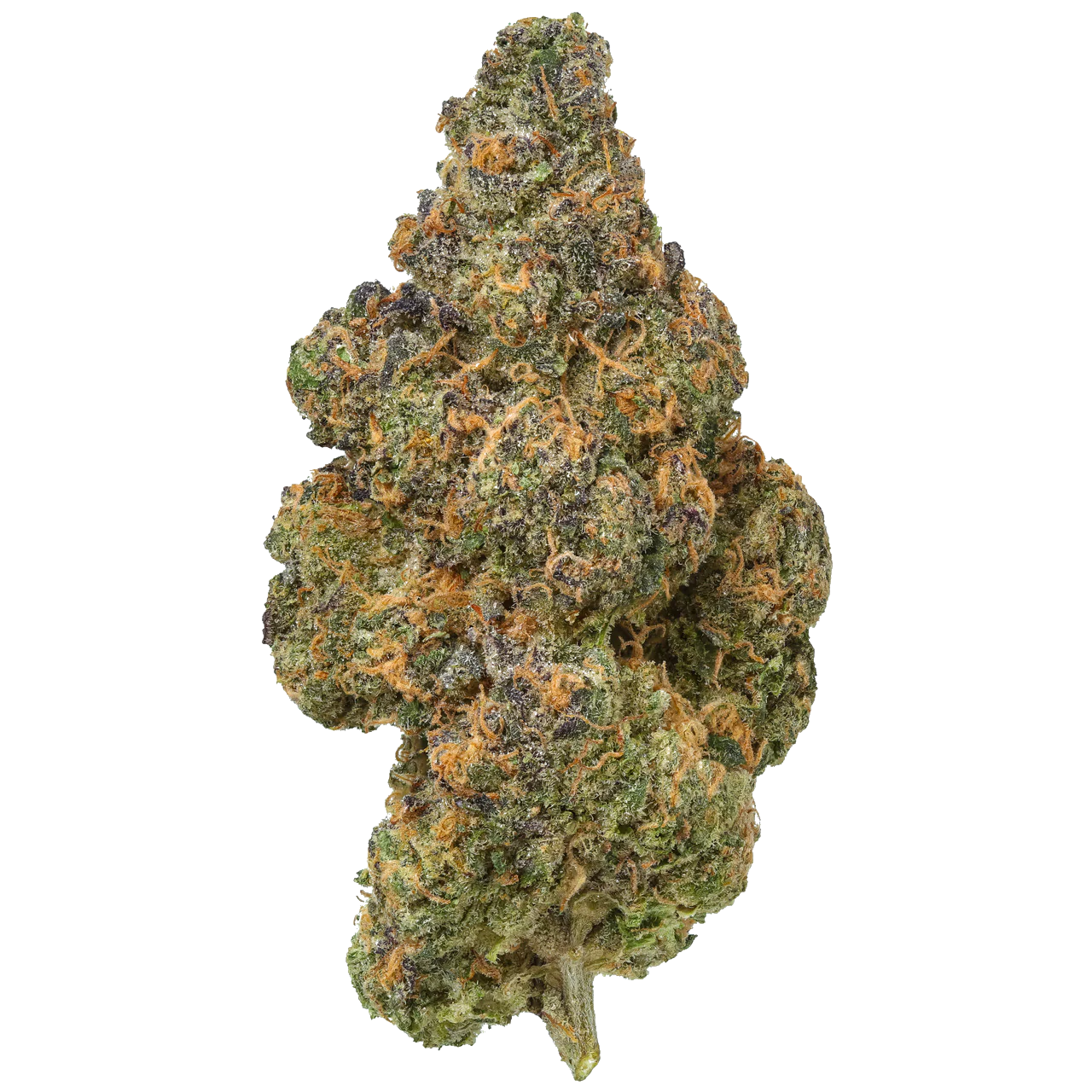 Black Maple