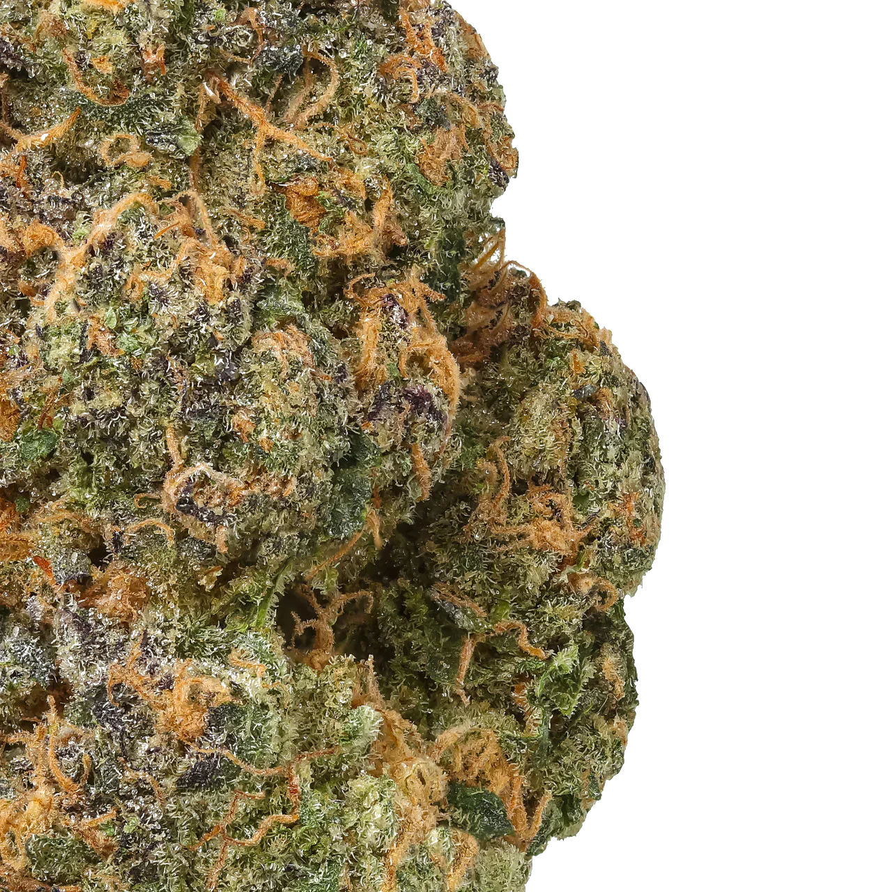 Close-up of cannabis bud with vibrant orange hairs and green, purple trichomes