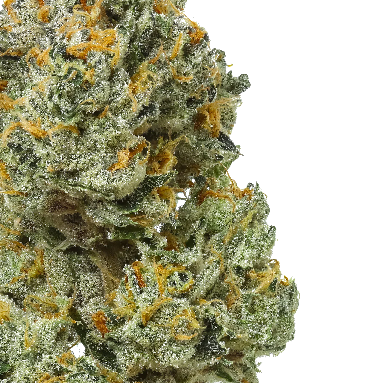 Close-up of Bleuruntz cannabis bud with frosty trichomes and orange hairs