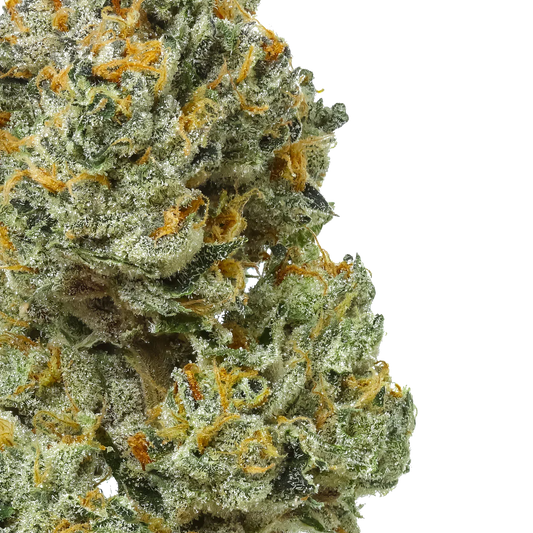 Close-up of Bleuruntz cannabis bud with frosty trichomes and orange hairs