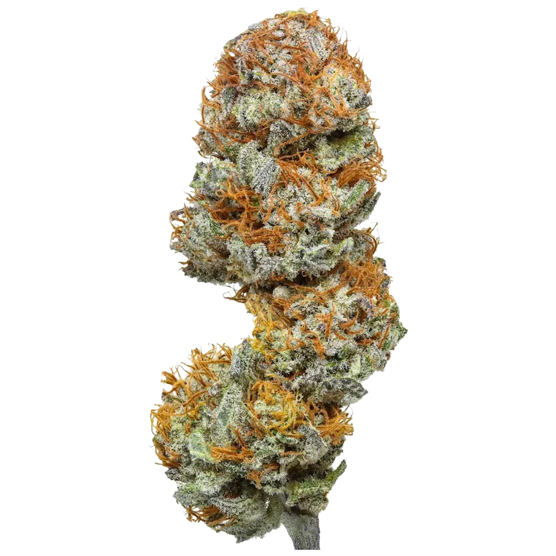 Blueberry Cough Drops cannabis bud with frosty trichomes and vibrant orange hairs