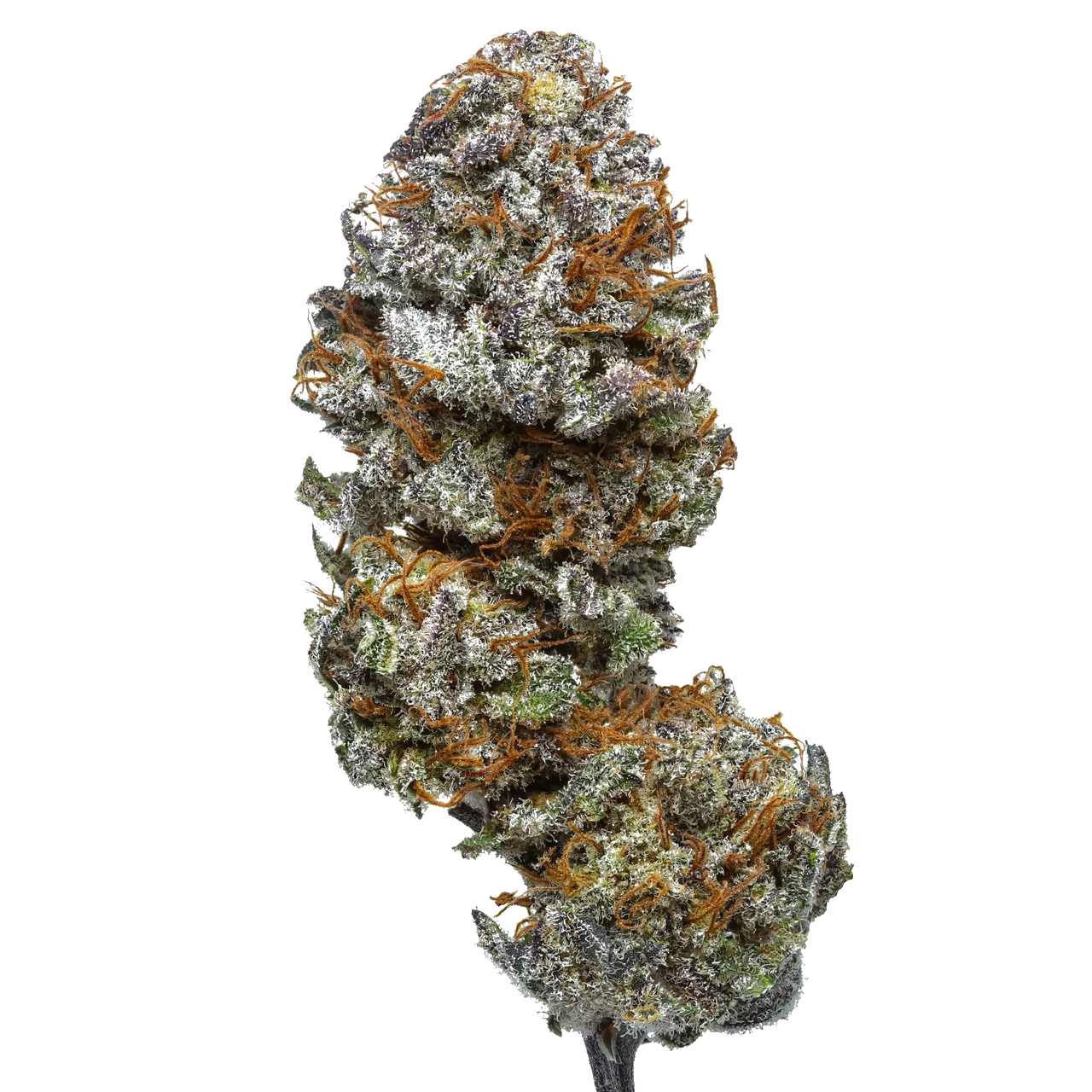 Blue Cheese A3