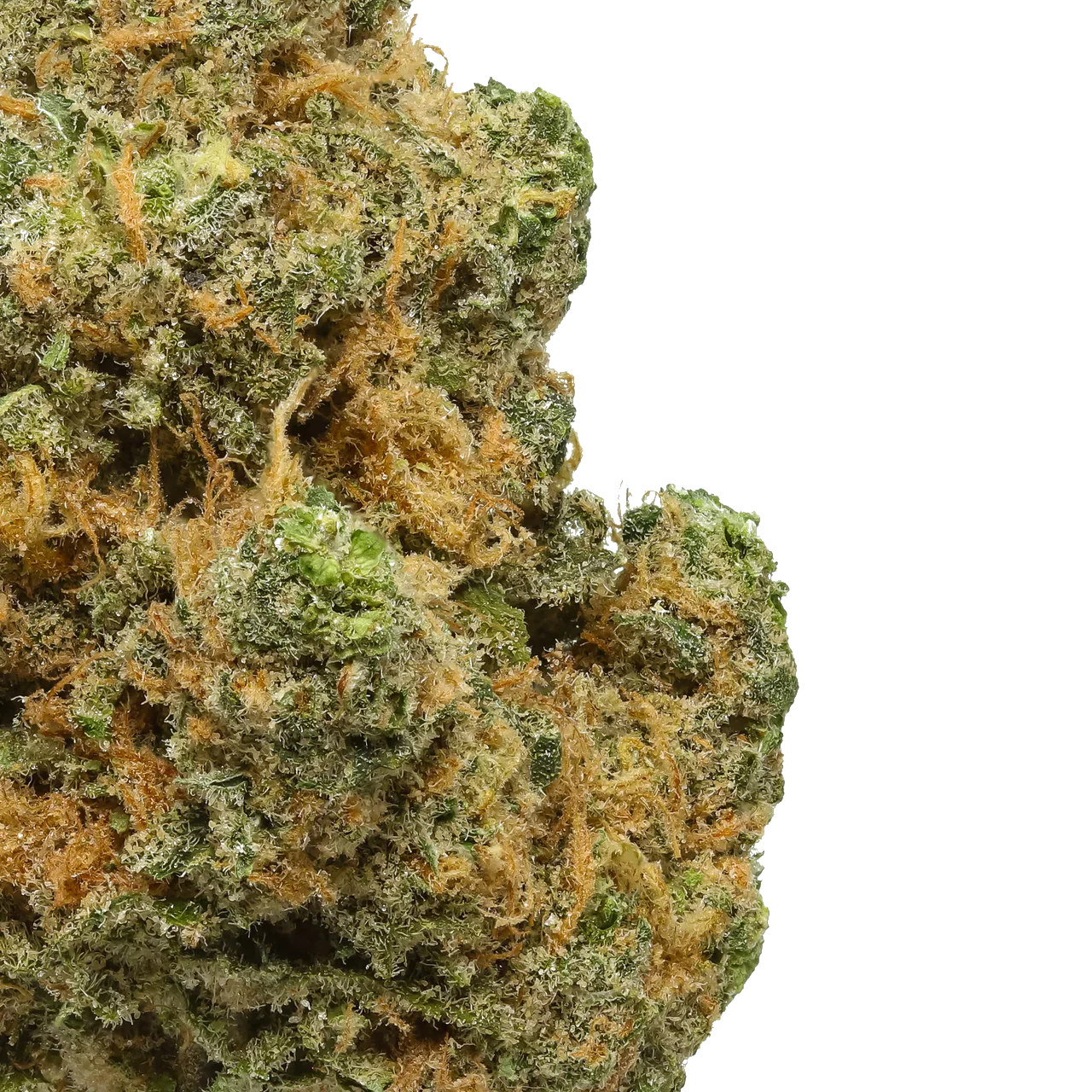 Close-up of Blue Dream cannabis bud with green, orange, and frosty trichomes on white background.