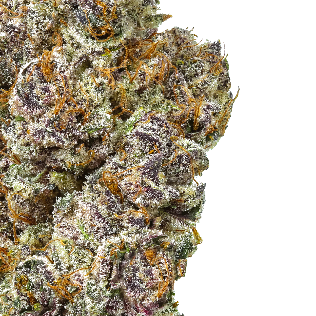 Butter Berry (PointBreak X OZK)