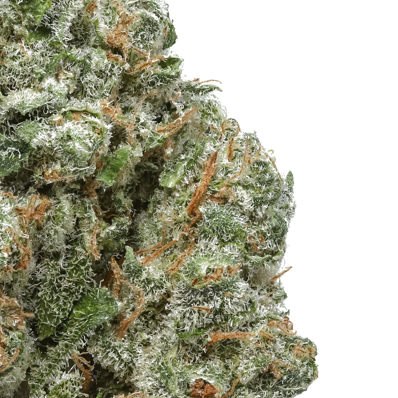 Close-up of frosty green cannabis bud with orange hairs on white background