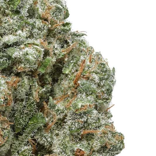 Close-up of frosty green cannabis bud with orange hairs on white background