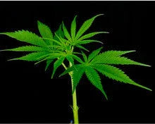 Young cannabis plant with vibrant green leaves on a black background