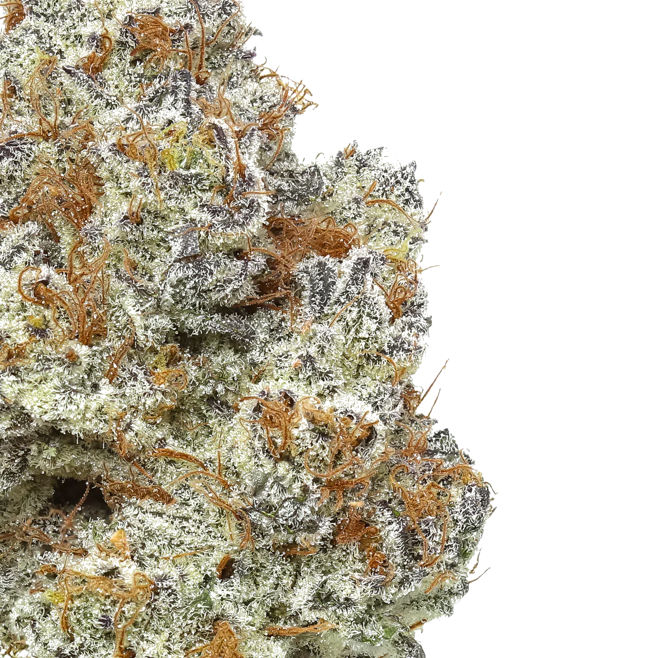 Close-up of frosty cannabis bud with orange hairs and trichomes on a white background