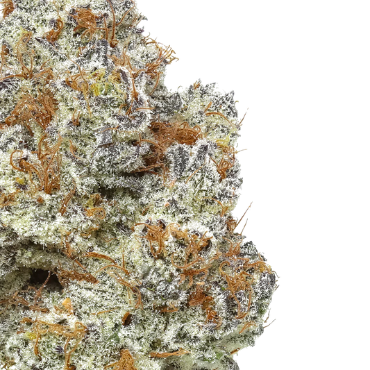 Close-up of frosty cannabis bud with orange hairs and trichomes on a white background