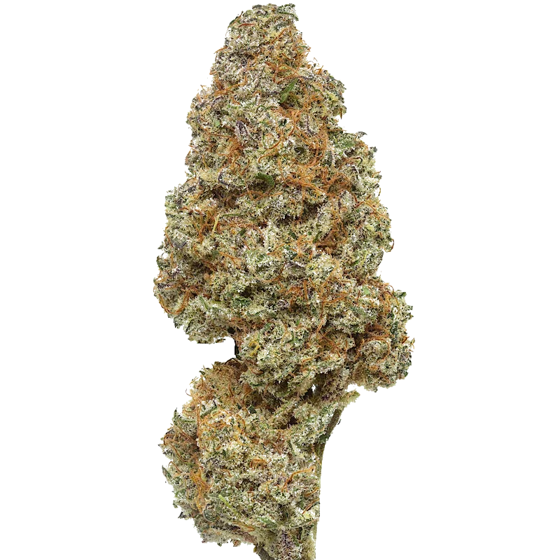 Close-up of Fabled cannabis bud with orange hairs and frosty trichomes on white background