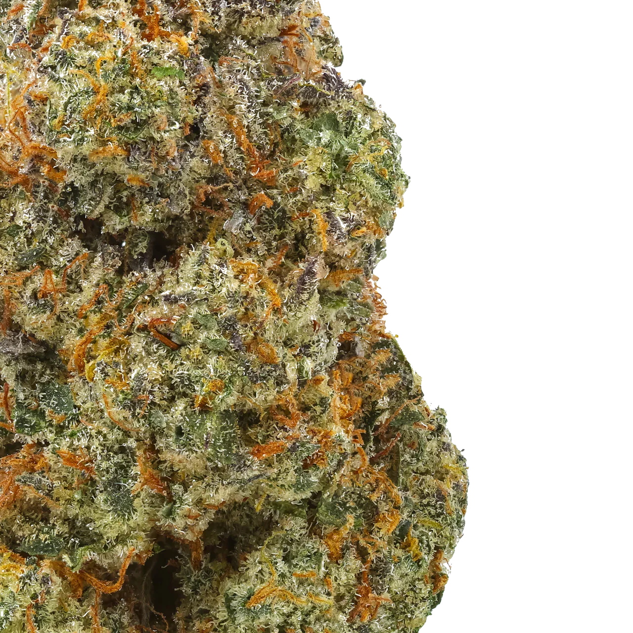 Close-up of cannabis bud with orange hairs, green leaves, and frosty trichomes on white background.