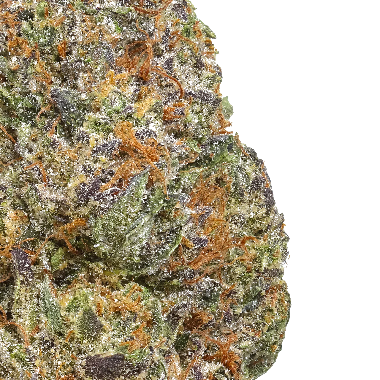 Close-up of Gelato Cake cannabis bud with frosty trichomes and orange hairs