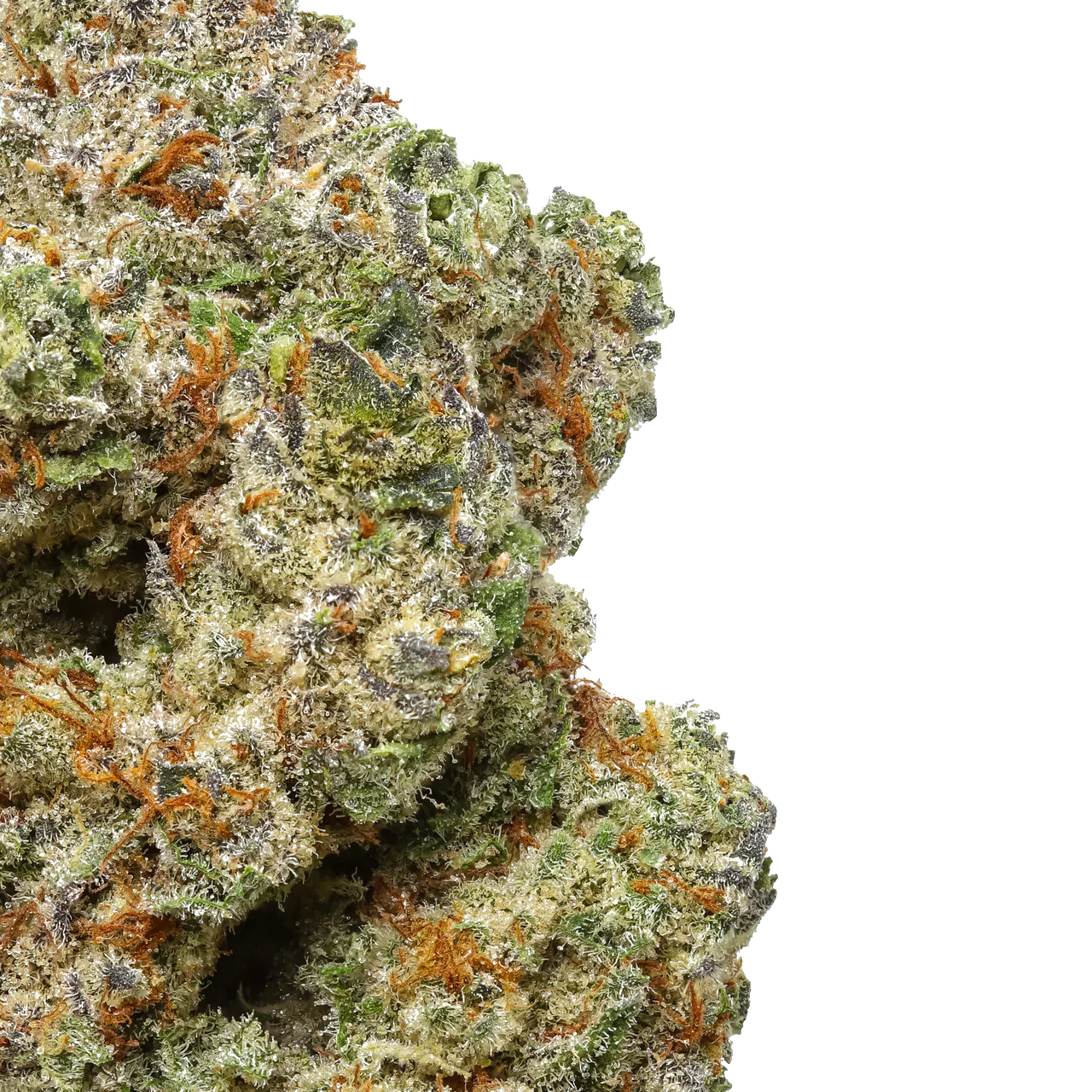 Close-up of frosty cannabis bud with orange hairs and green purple hues on white background