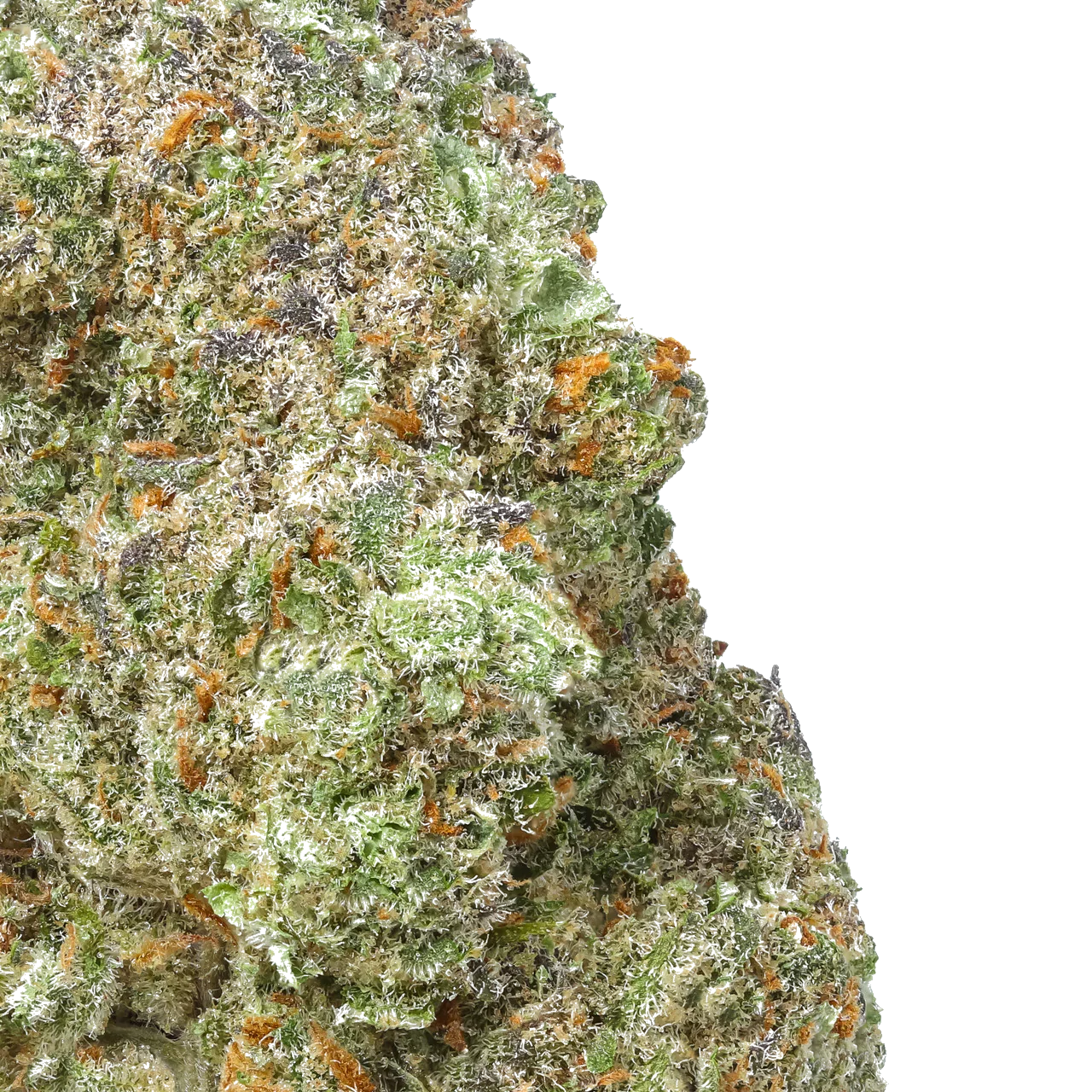 Close-up of Green Crack cannabis bud with green, orange, and purple trichomes