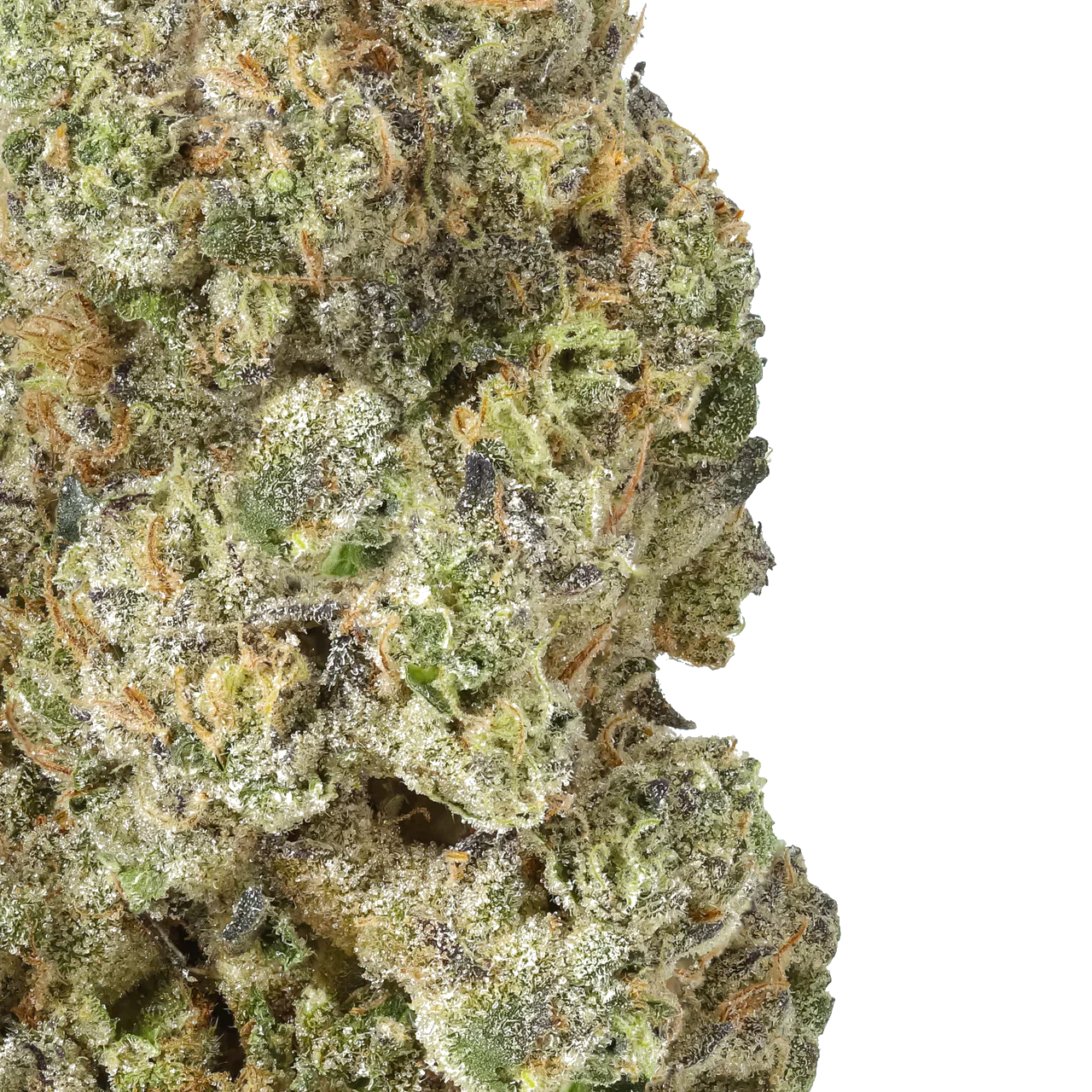 Close-up of Gush Mintz cannabis bud with trichomes and orange hairs