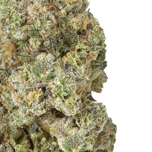 Close-up of Gush Mintz cannabis bud with trichomes and orange hairs