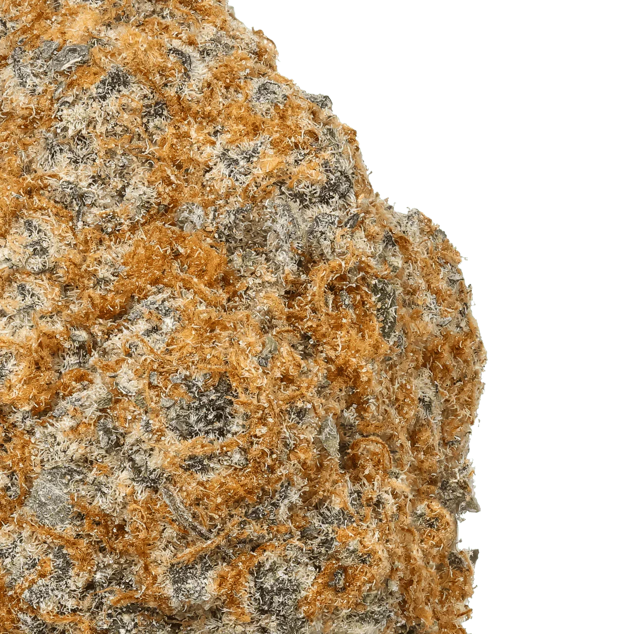 Close-up of Hawaiian Fantazoom cannabis flower with orange hairs and trichomes