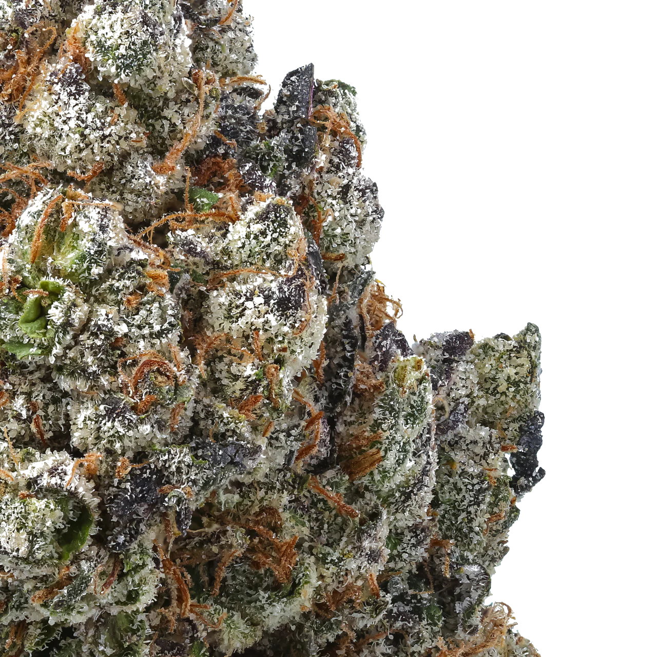 Ice Cream Breath x Shoreline