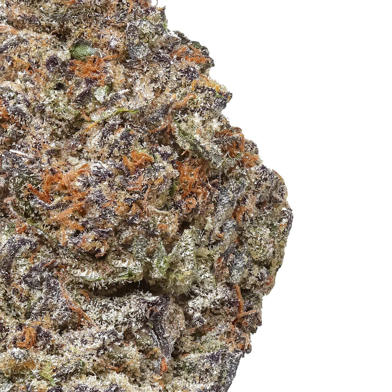 Close-up of Ice Cream Cake cannabis bud with purple, green, and orange trichomes