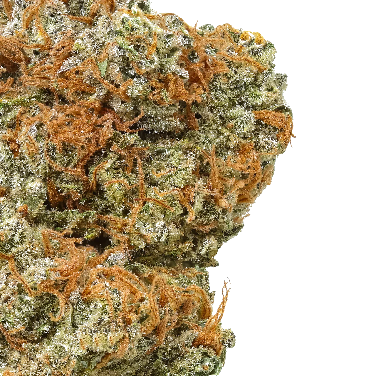 Close-up of Interstellar cannabis bud with orange hairs and frosty trichomes on white background.