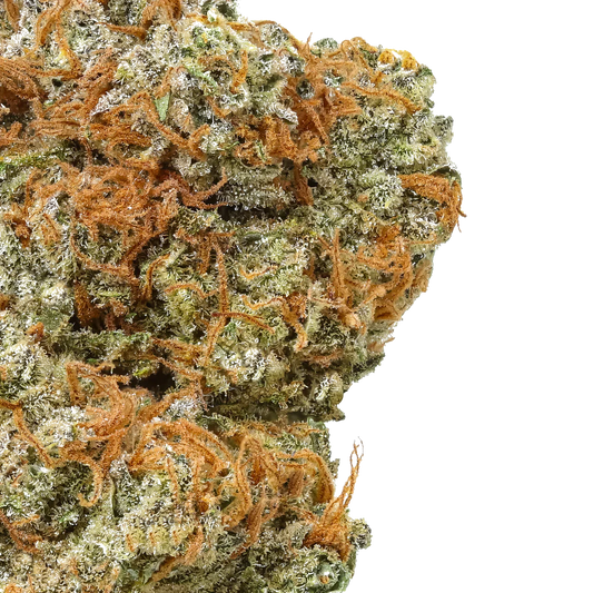Close-up of Interstellar cannabis bud with orange hairs and frosty trichomes on white background.