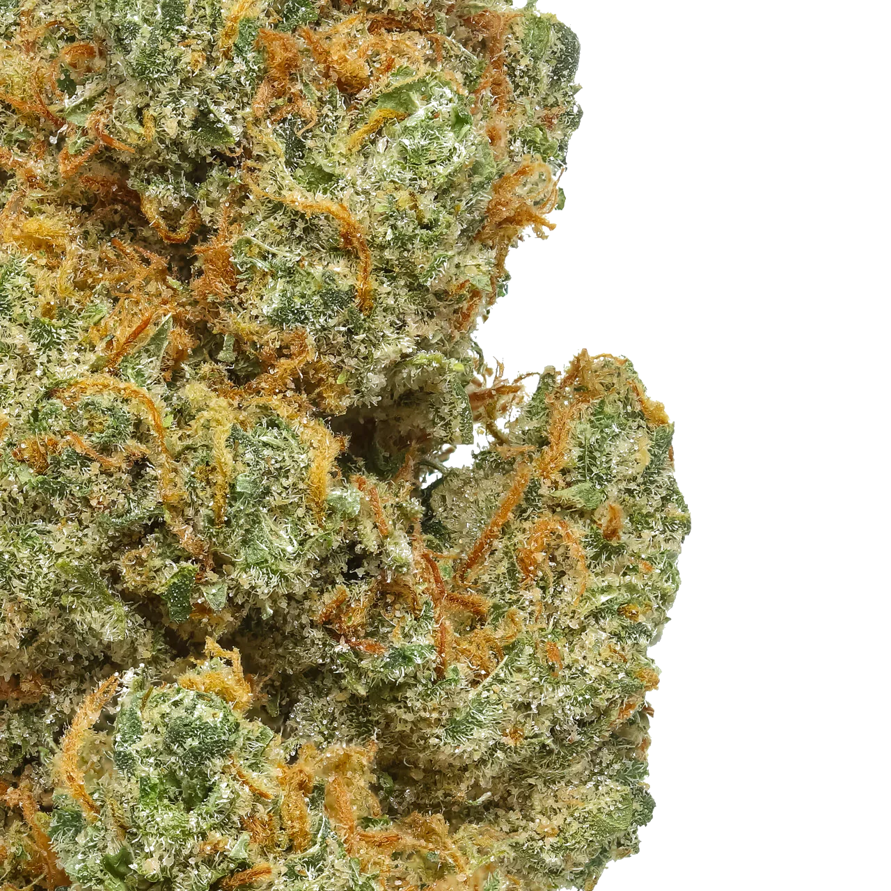 Close-up of Lemon Skunk cannabis bud with green, orange hairs and frosty trichomes