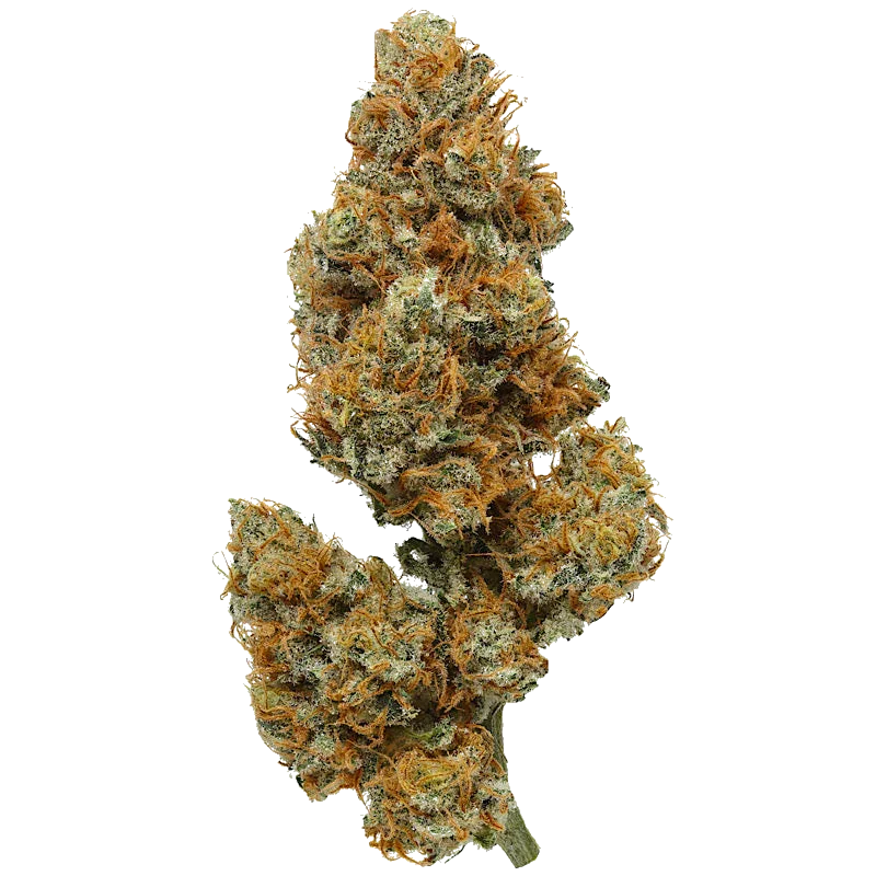 Lemon Vanilla OG cannabis bud with dense green and orange trichomes on white background