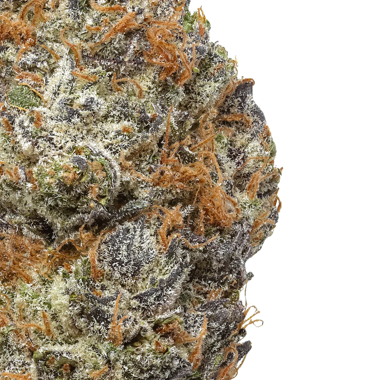 Close-up of Lucky Charms cannabis bud with frosty trichomes and orange hairs
