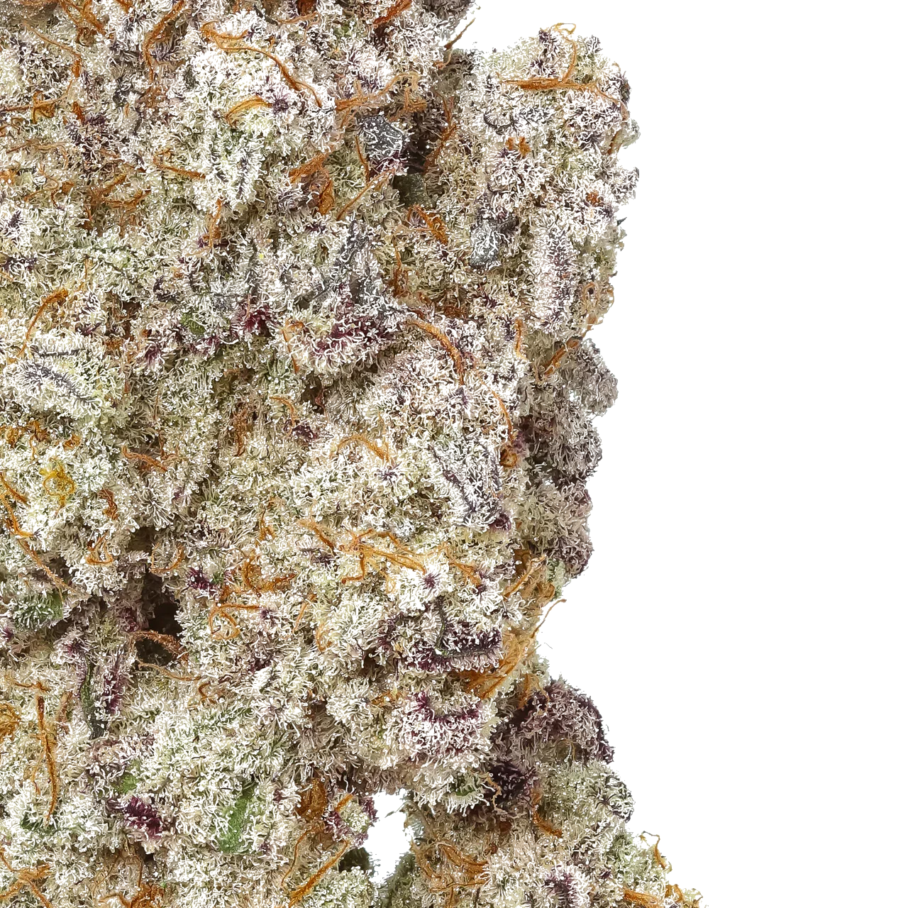 Close-up of frosty MAC 1 cannabis flower with vibrant orange hairs and purple hues