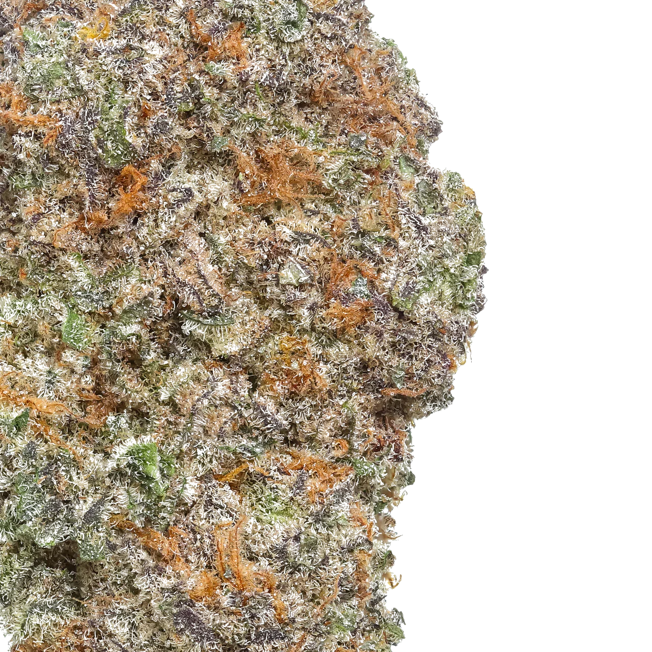 Close-up of frosty cannabis bud with orange hairs and green, purple hues on white background