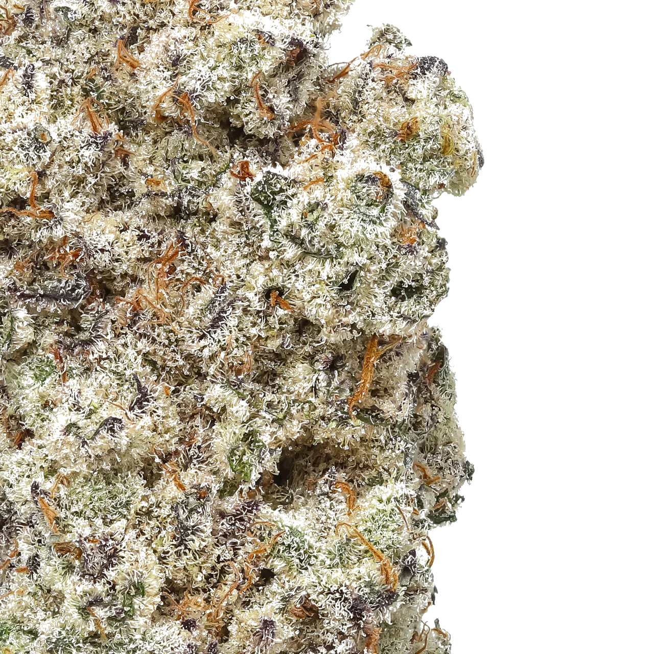 Macro shot of frosty trichome-covered cannabis bud with orange pistils and purple hues