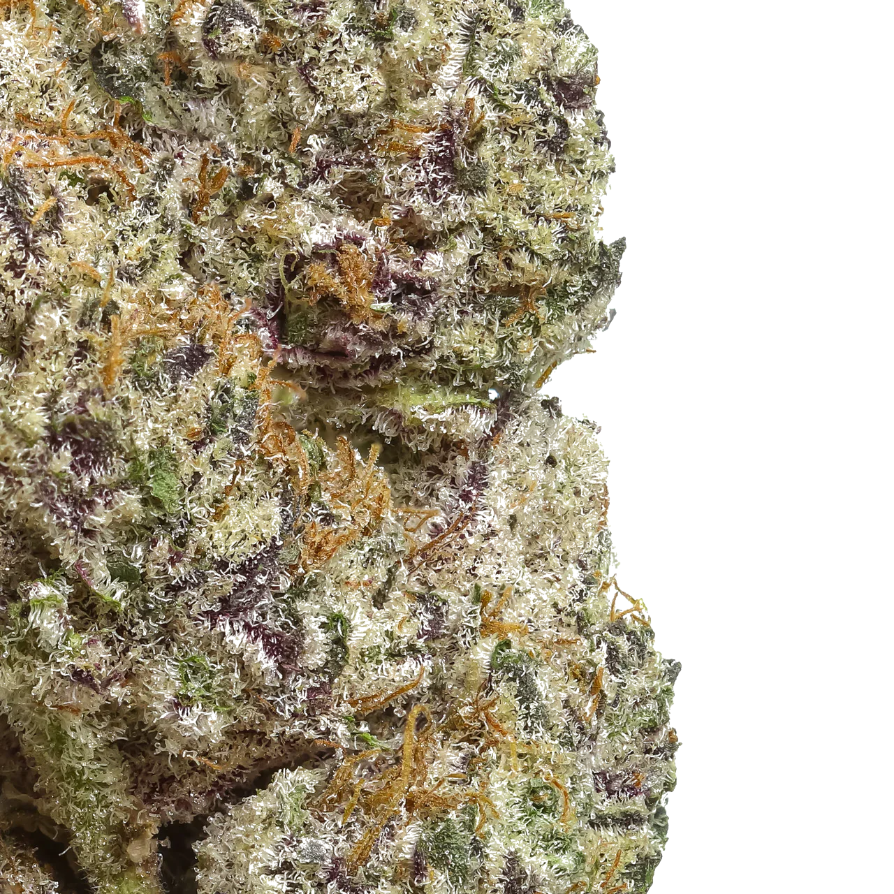 Close-up of frosty cannabis bud with purple and orange hairs on white background