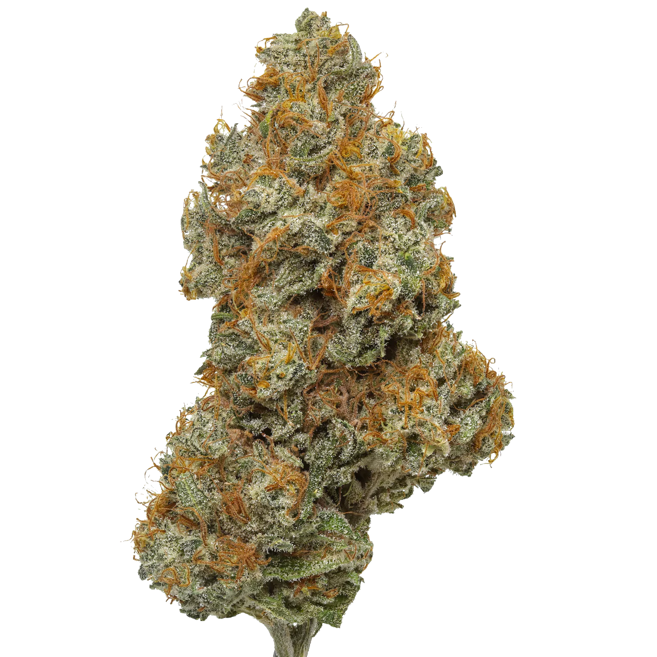 Northern Lights #5